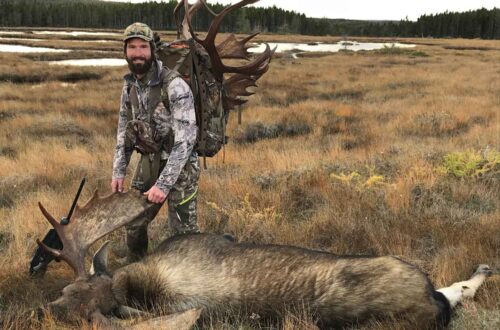 Newfoundland Moose Hunting