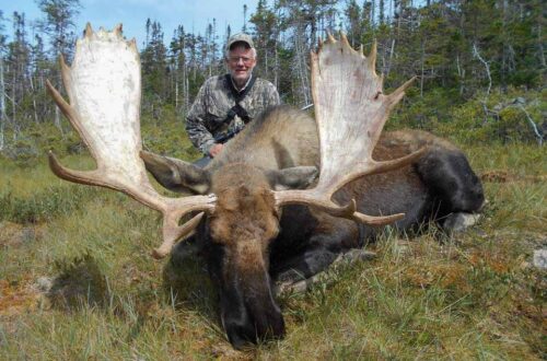 Newfoundland outfitters,moose hunts,caribou hunts,bear hunts,big game hunting,NL