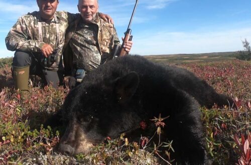 Newfoundland Bear Hunts